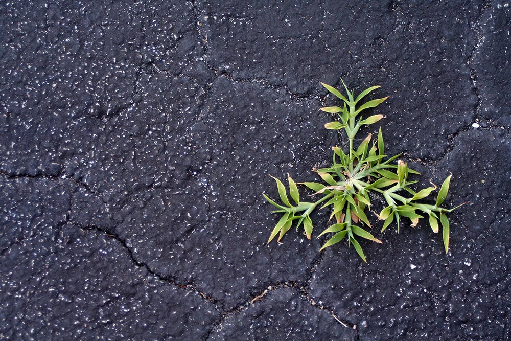 A plant grows in the middle of the desert
